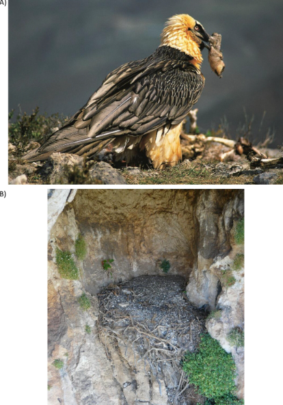 Вчені знайшли у гніздах птахів артефакти, яким близько 650 років. Фото