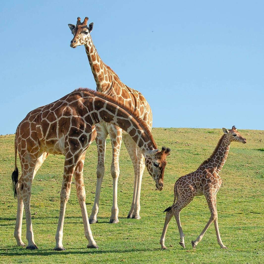 Где самые большие зоопарки в мире: топ-3