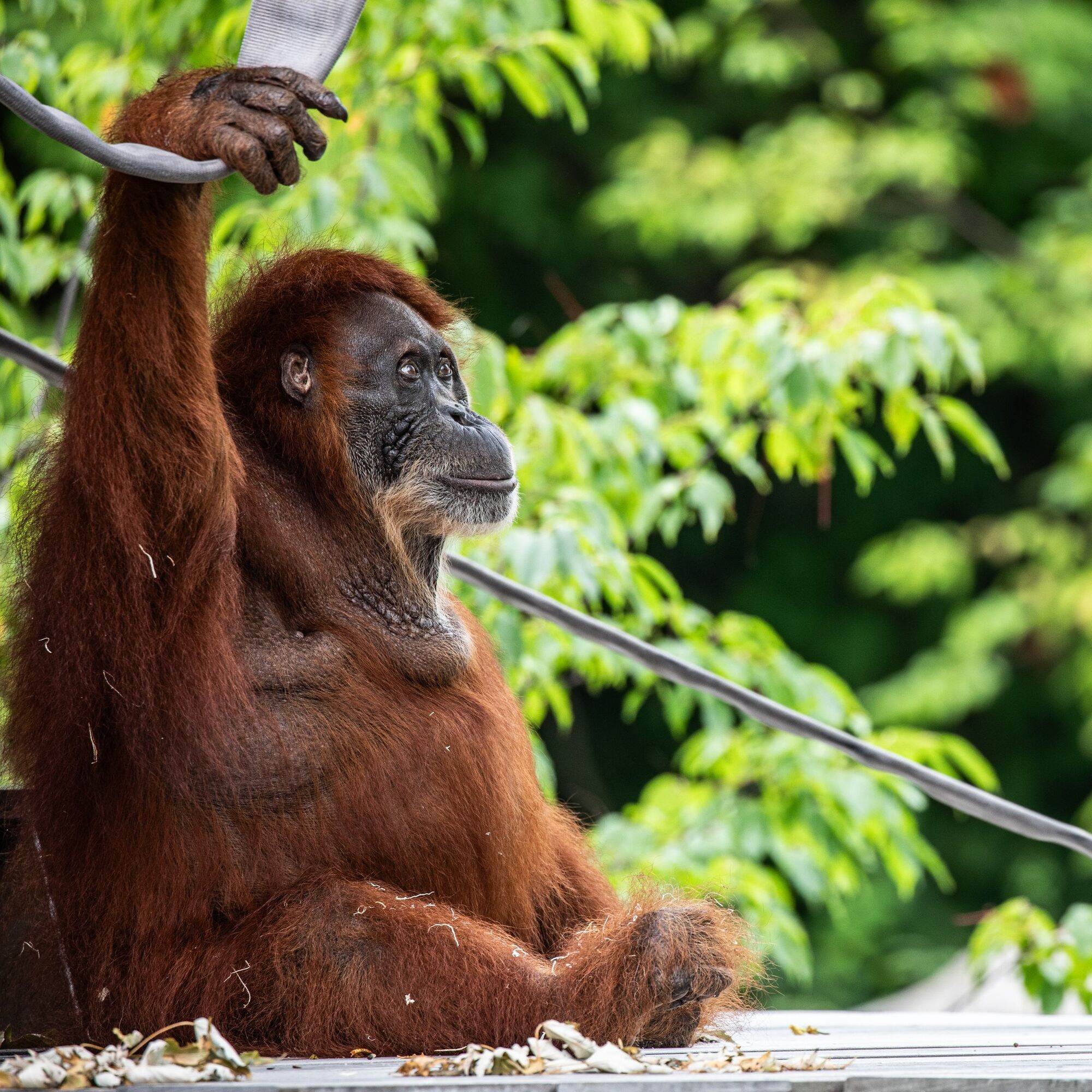 Где самые большие зоопарки в мире: топ-3