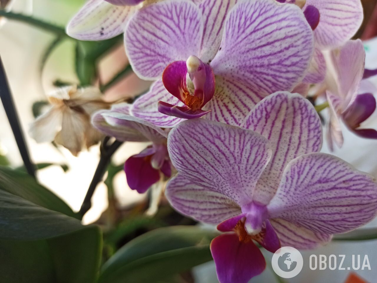 Будуть каскади квітів: чим підживити орхідеї