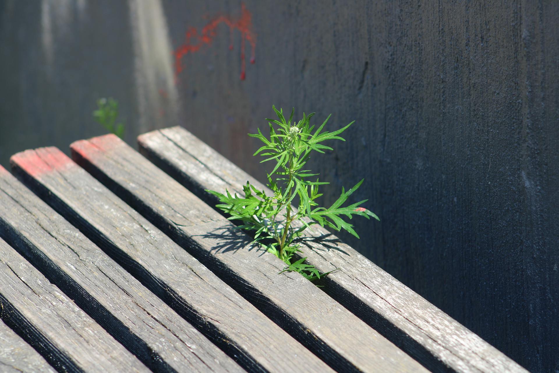 Как избавиться от сорняков: простой способ, который подойдет для осени