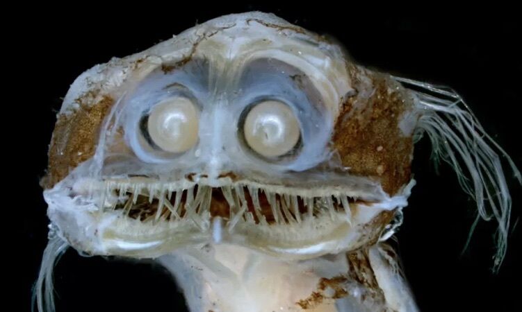Самая страшная и очень редкая: как выглядит рыба-телескоп и где она живет. Фото