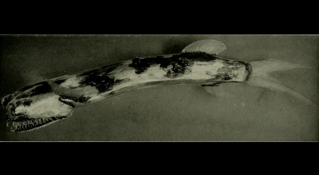 Самая страшная и очень редкая: как выглядит рыба-телескоп и где она живет. Фото