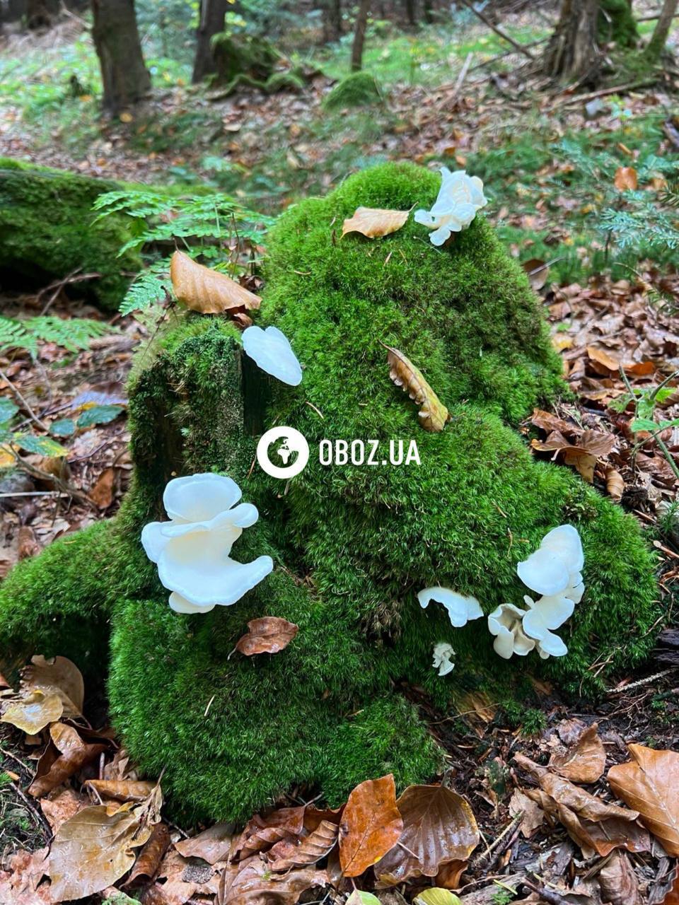 Схожі на метелики: що за гриби ростуть у Карпатах і чи можна їх їсти. Фото