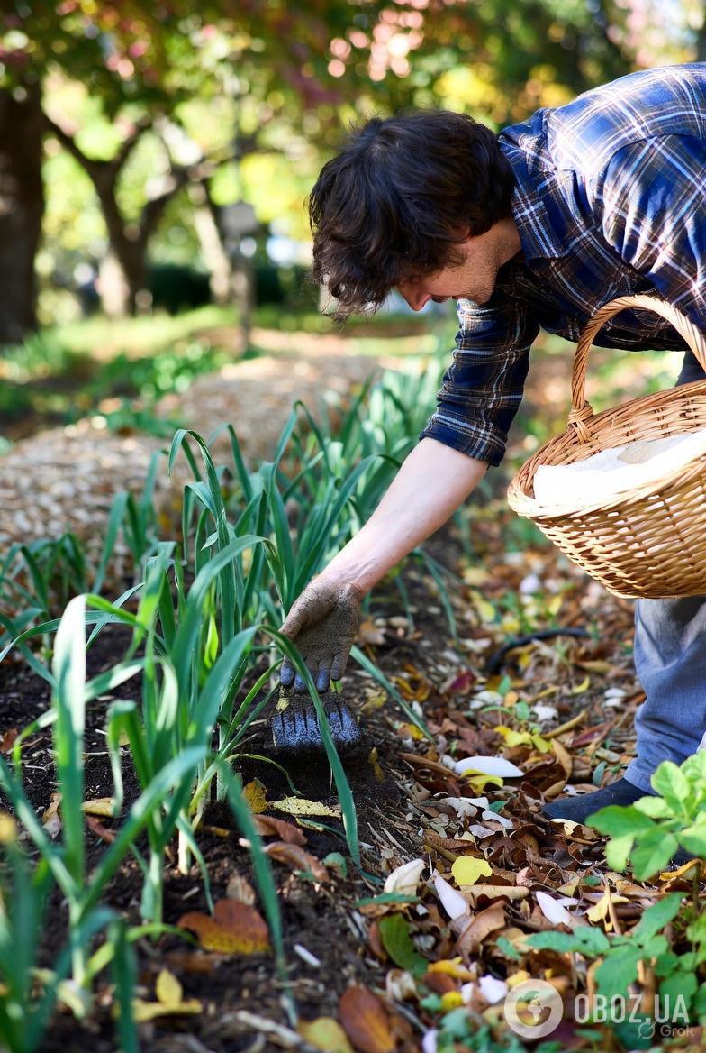 Чем подкормить озимый чеснок: будет размером с кулак