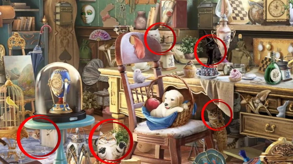 Найдите 5 котов в полном беспорядке: головоломка