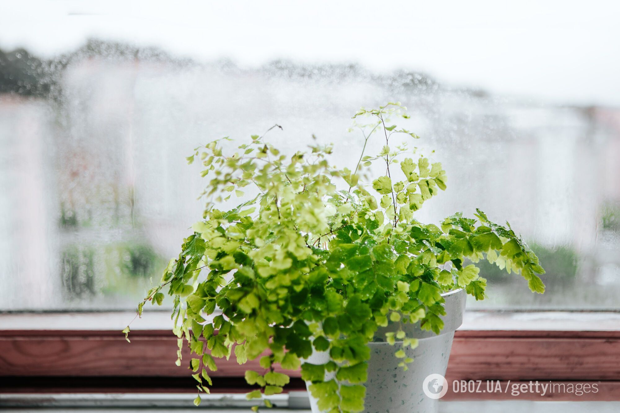 Не для новичков: какие комнатные растения самые трудные в уходе