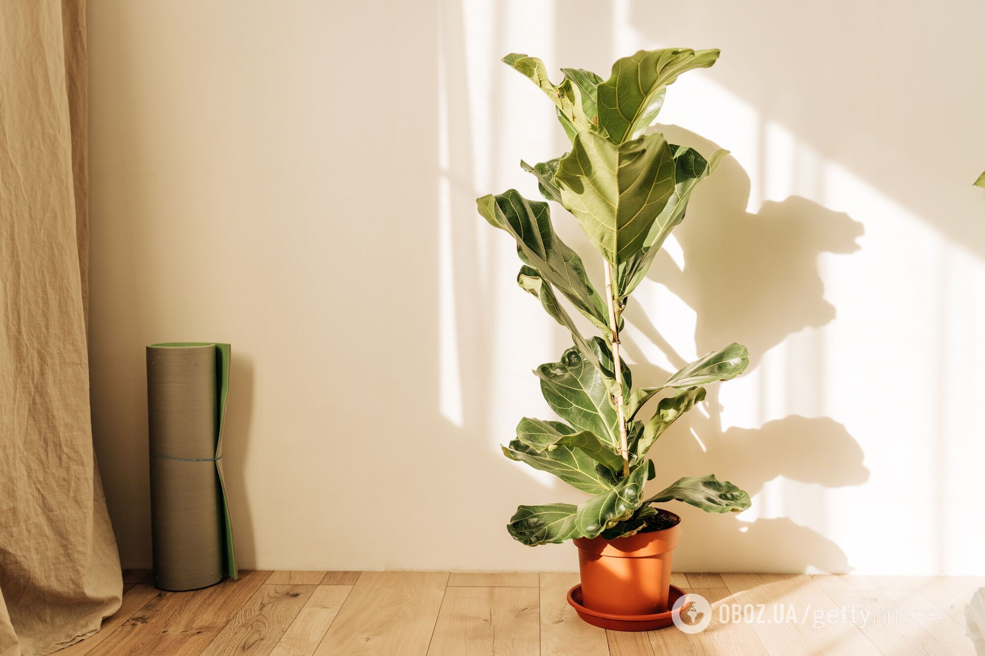 Не для новичков: какие комнатные растения самые трудные в уходе