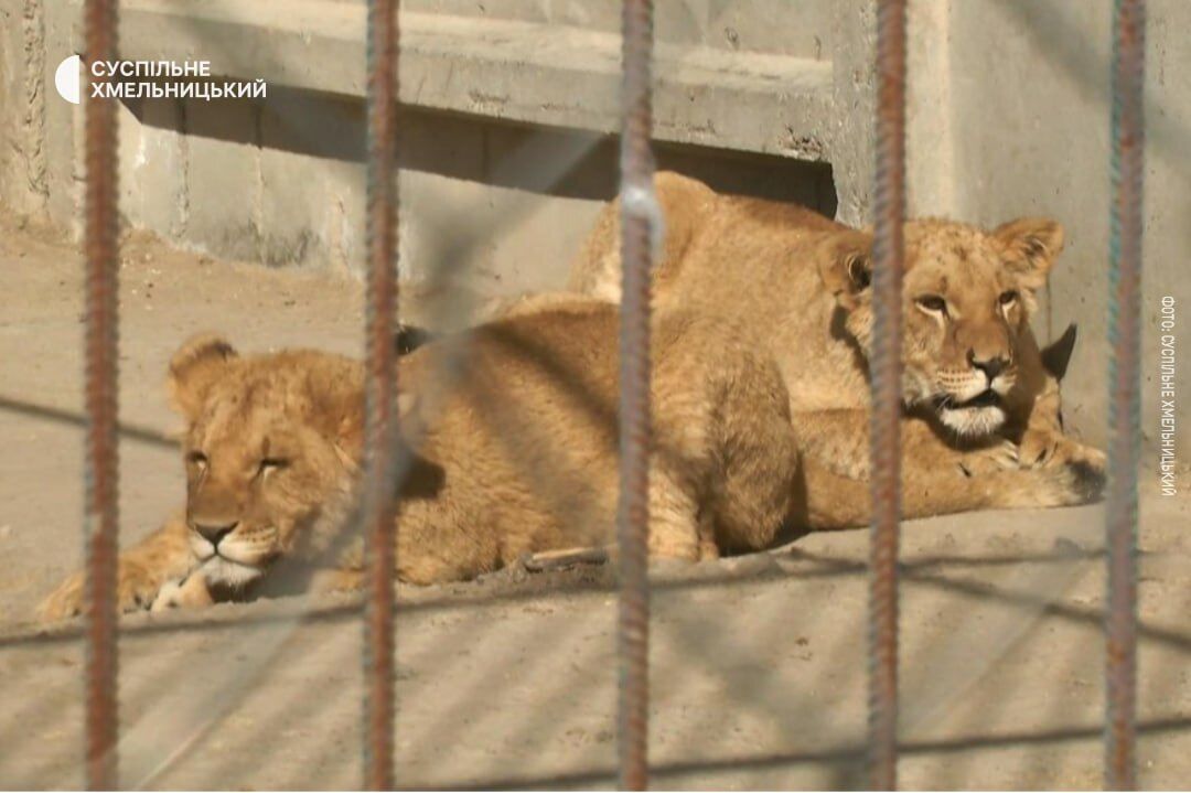 У Хмельницькому з реабілітаційного центру втекли дві левиці: підключали поліцію та ДСНС. Фото та відео