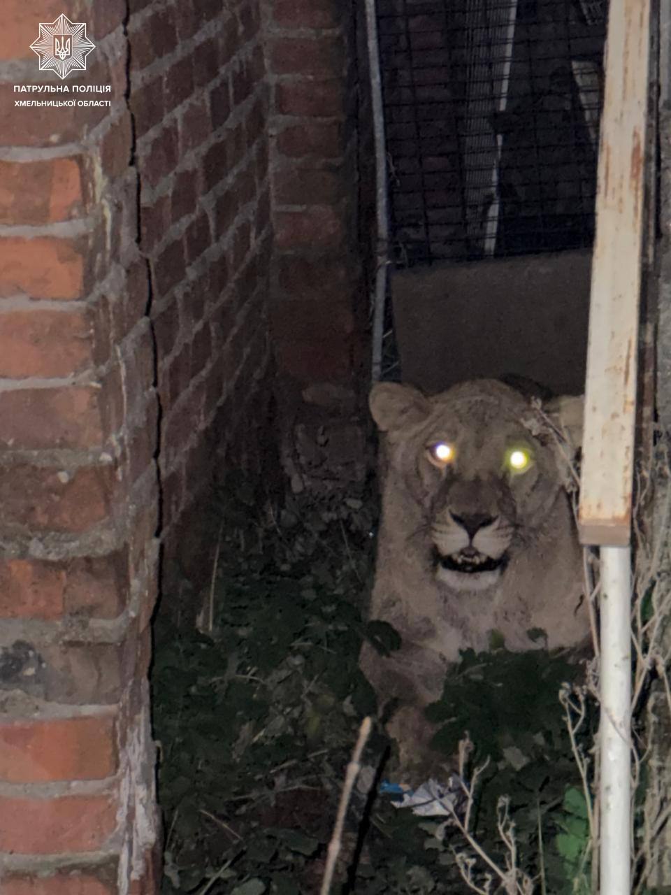 У Хмельницькому з реабілітаційного центру втекли дві левиці: підключали поліцію та ДСНС. Фото та відео