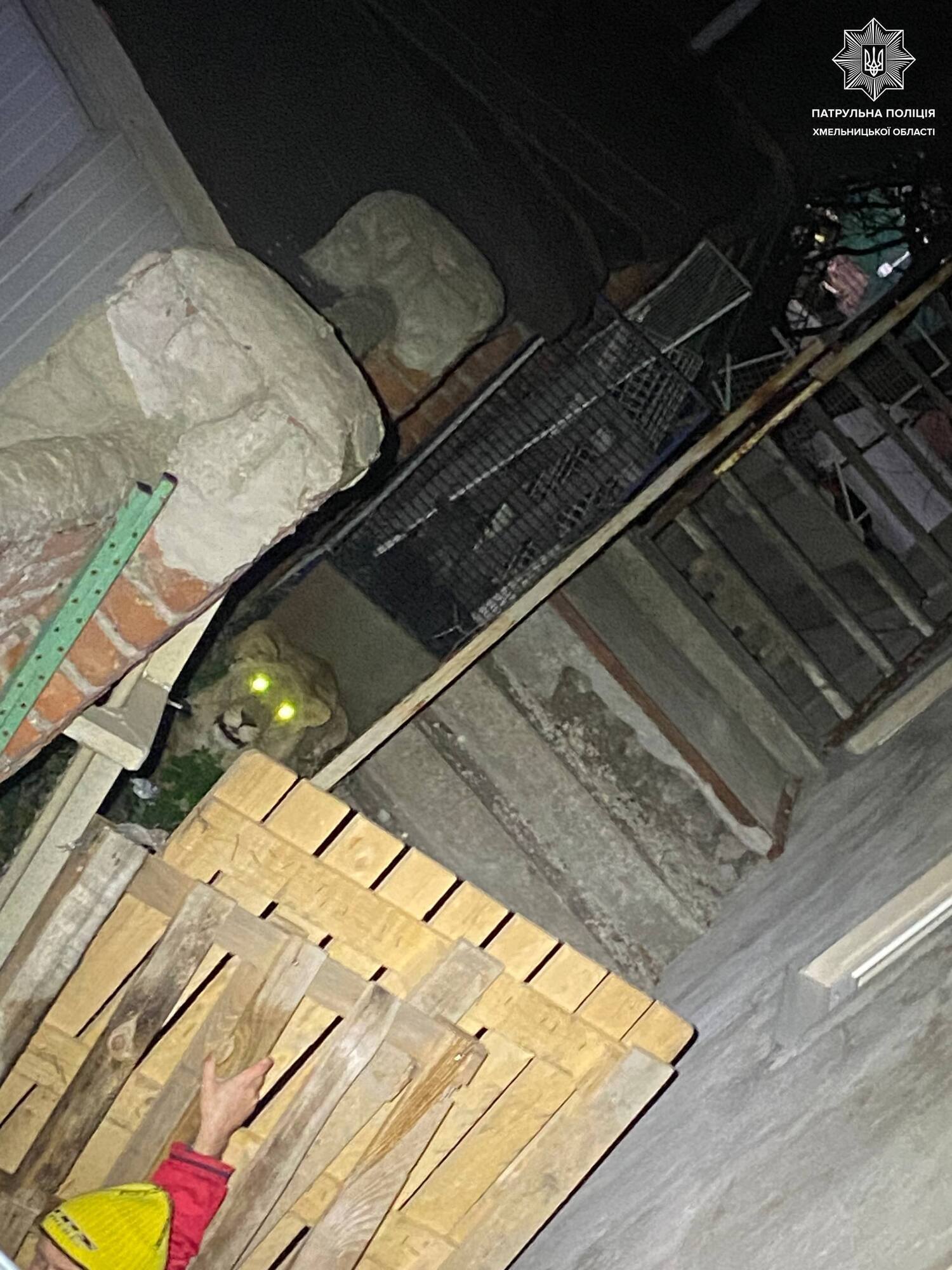 У Хмельницькому з реабілітаційного центру втекли дві левиці: підключали поліцію та ДСНС. Фото та відео