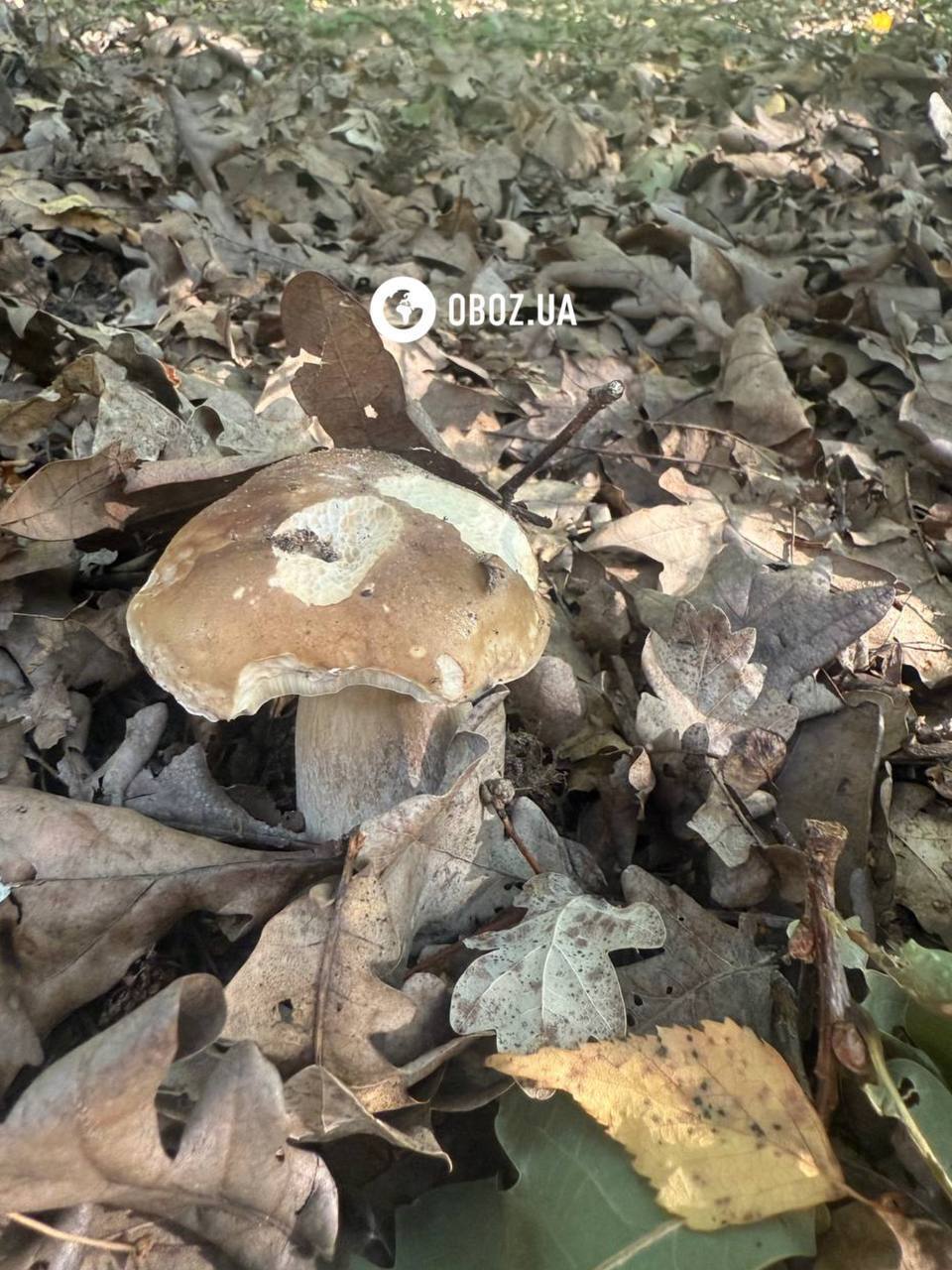 Хто їсть гриби у лісі: список тварин вас здивує. Фото і відео