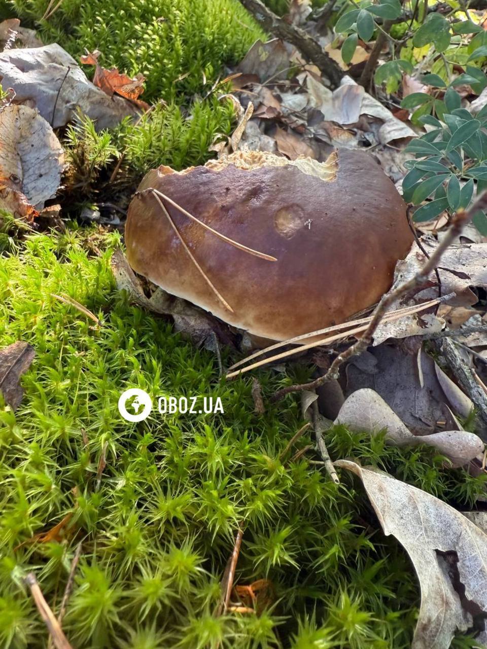 Хто їсть гриби у лісі: список тварин вас здивує. Фото і відео