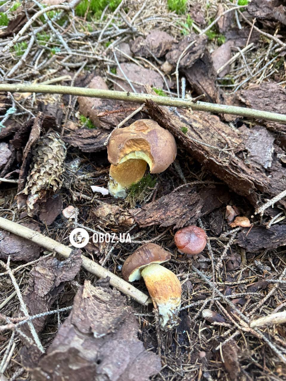 Хто їсть гриби у лісі: список тварин вас здивує. Фото і відео