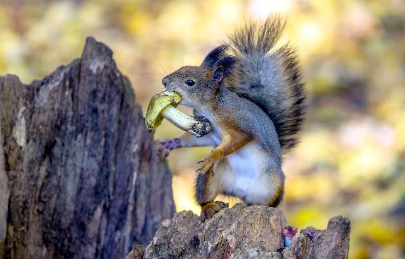 Хто їсть гриби у лісі: список тварин вас здивує. Фото і відео