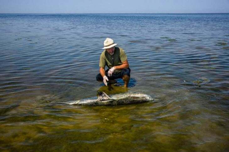 Подводная катастрофа: выяснилось, как война в Украине истребляет дельфинов в Черном море