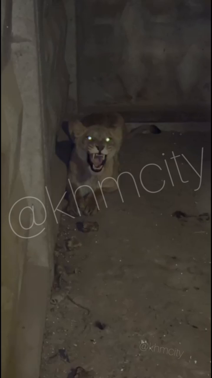 Как чувствуют себя львицы, которых накануне искали в Хмельницкой области: свежее видео