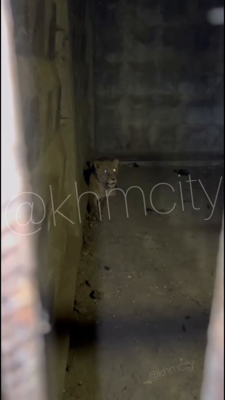 Как чувствуют себя львицы, которых накануне искали в Хмельницкой области: свежее видео