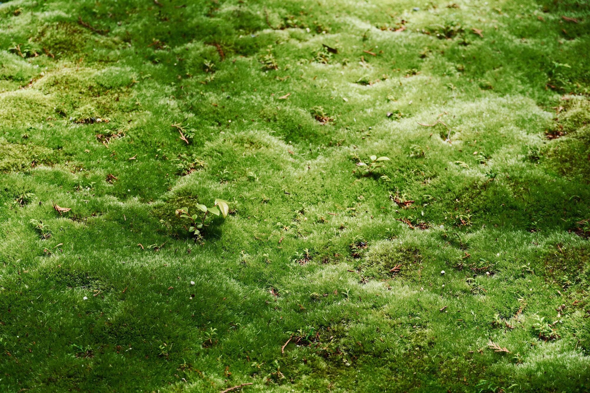 Как избавиться от мха на садовых дорожках: безотказный способ