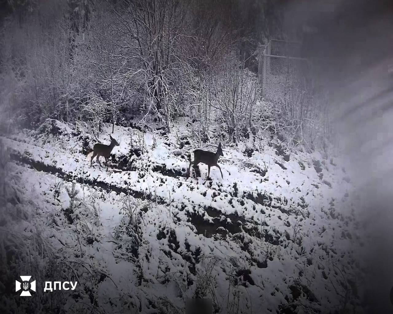 Во Львове и области ночью пошел снег: появились кадры "первого дыхания зимы". Фото и видео