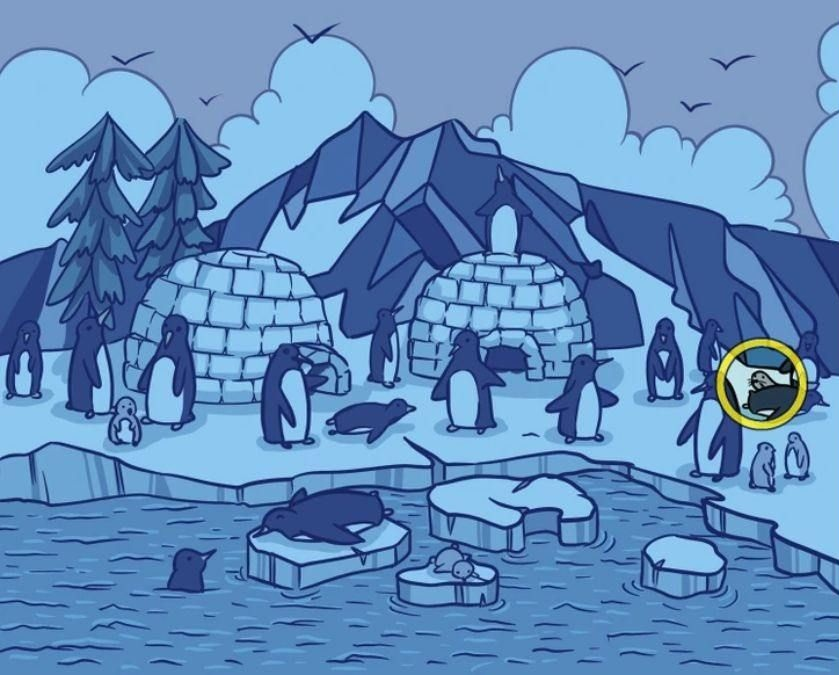 Есть всего 15 секунд: найдите на рисунке морского котика