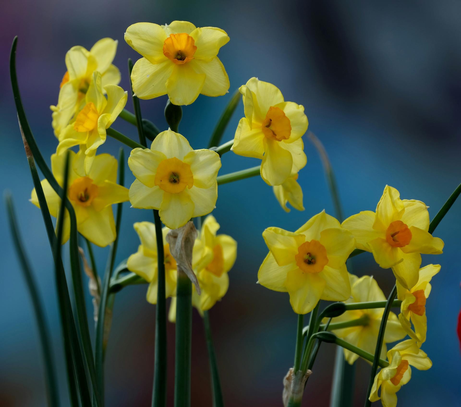 Какие растения нельзя держать на кухне и почему