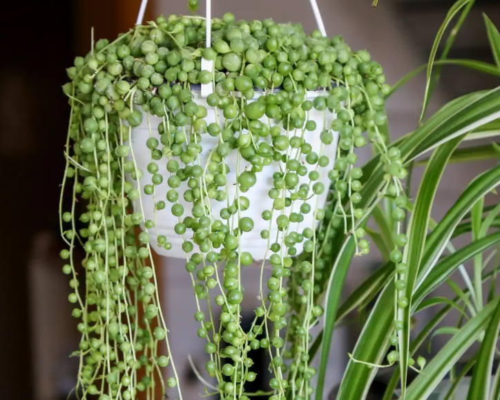 Приносят только хлопоты: какие комнатные растения не советуют