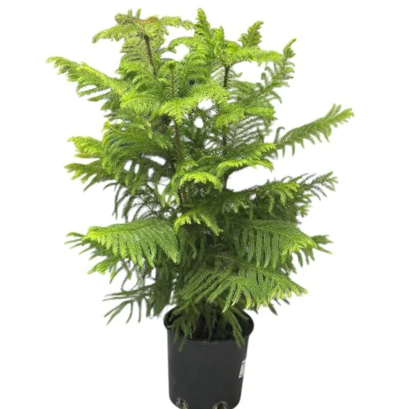 Приносят только хлопоты: какие комнатные растения не советуют