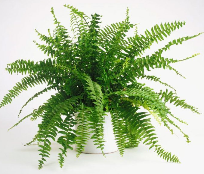 Приносят только хлопоты: какие комнатные растения не советуют