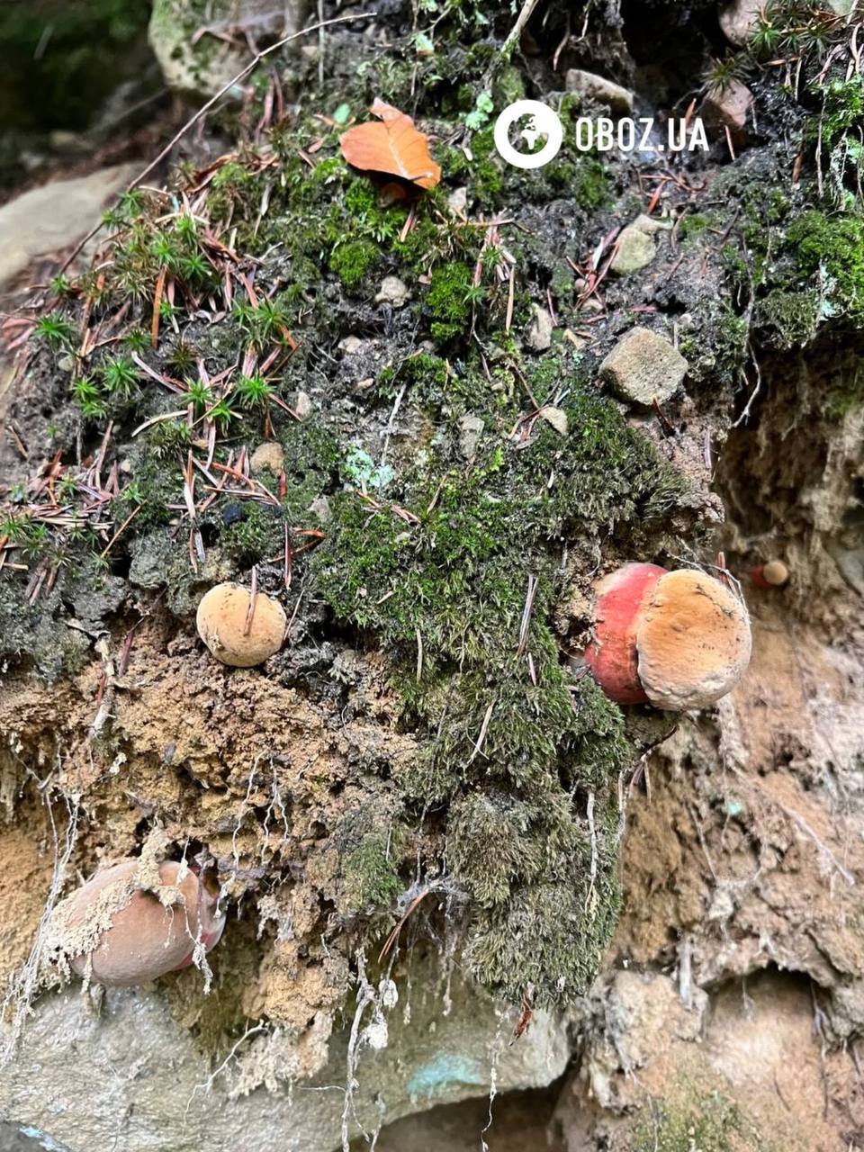 Не плутати з сатанинським: що за гриби з червоними ніжками знайшли у Карпатах. Фото і відео