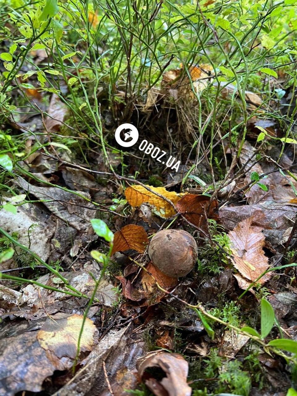 Не плутати з сатанинським: що за гриби з червоними ніжками знайшли у Карпатах. Фото і відео