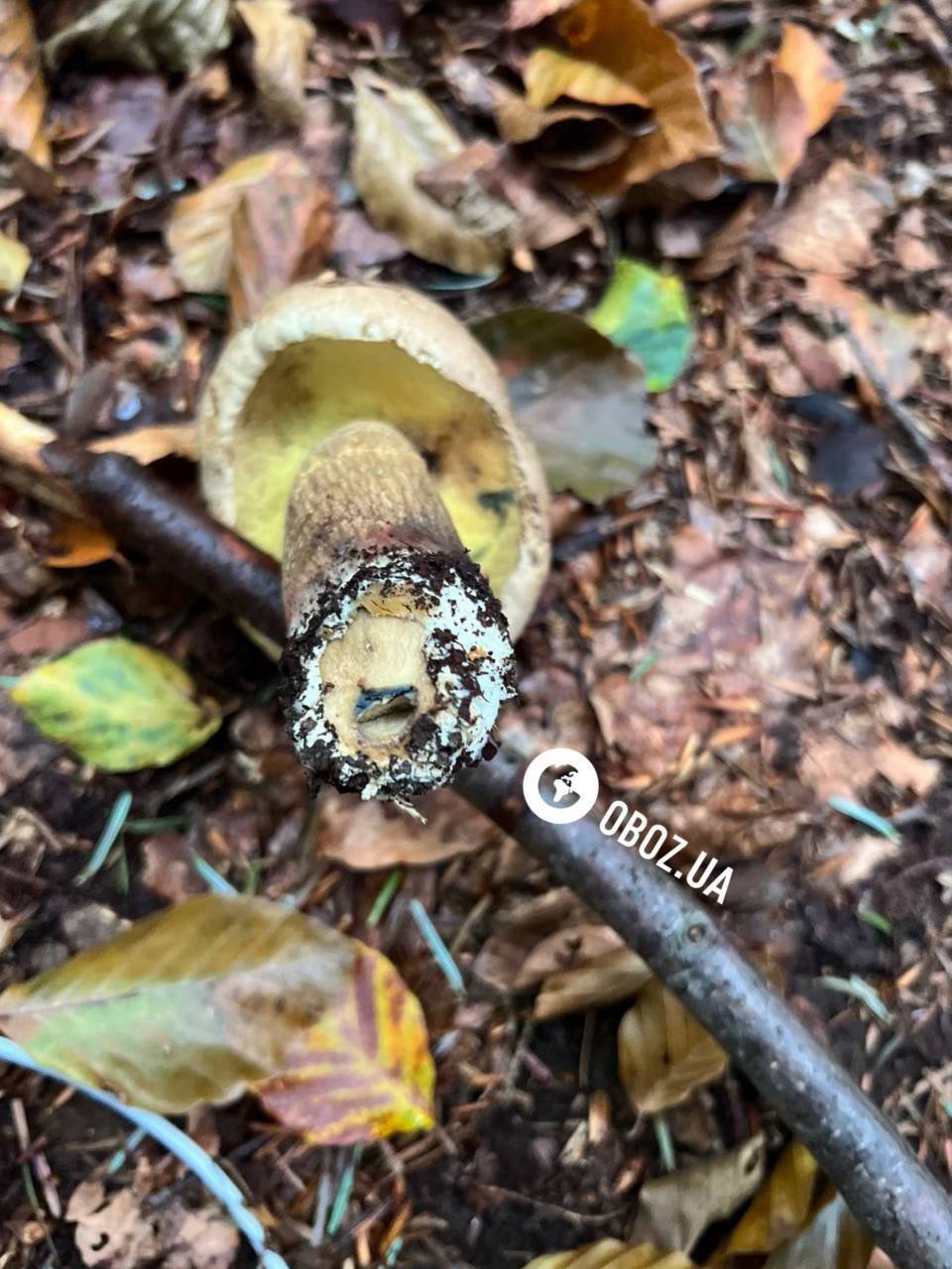 Не плутати з сатанинським: що за гриби з червоними ніжками знайшли у Карпатах. Фото і відео