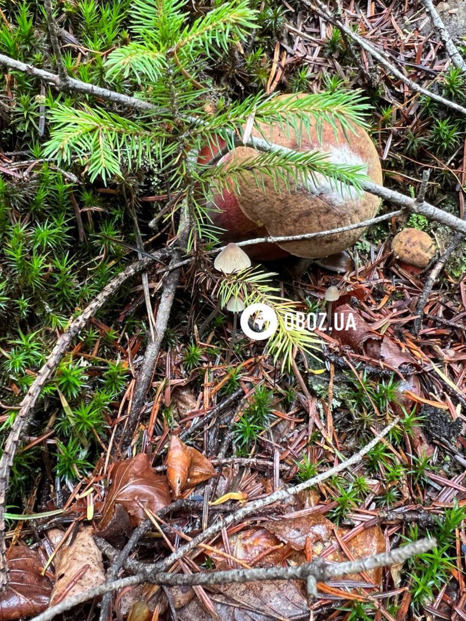 Не плутати з сатанинським: що за гриби з червоними ніжками знайшли у Карпатах. Фото і відео