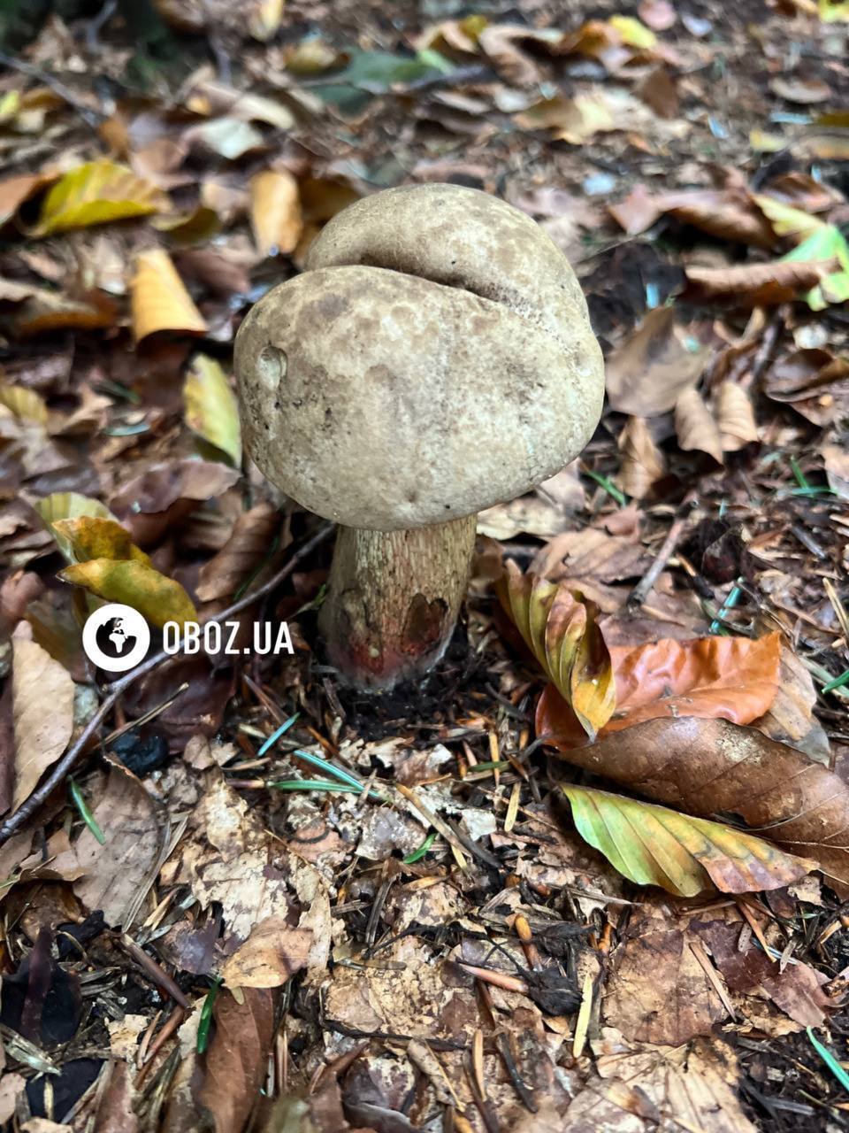 Не плутати з сатанинським: що за гриби з червоними ніжками знайшли у Карпатах. Фото і відео