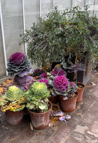 Мороза не боятся: какие цветы лучше всего подойдут для зимнего сада