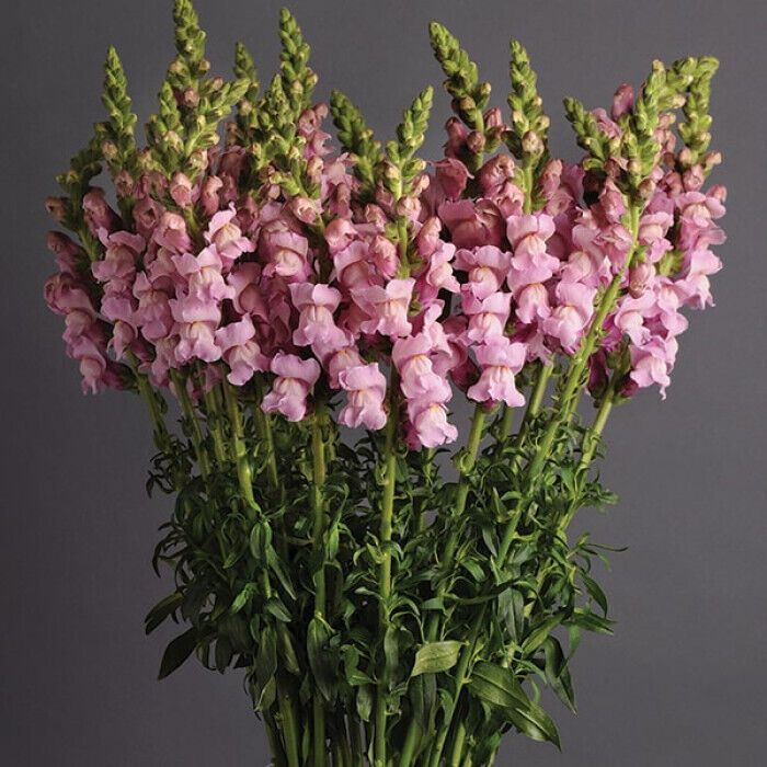 Мороза не боятся: какие цветы лучше всего подойдут для зимнего сада