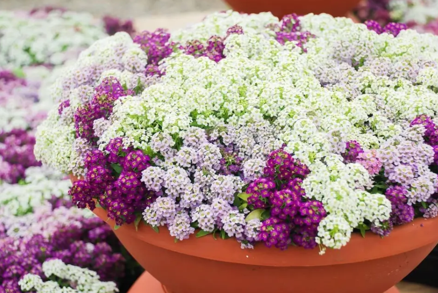 Мороза не боятся: какие цветы лучше всего подойдут для зимнего сада