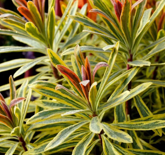 Мороза не боятся: какие цветы лучше всего подойдут для зимнего сада