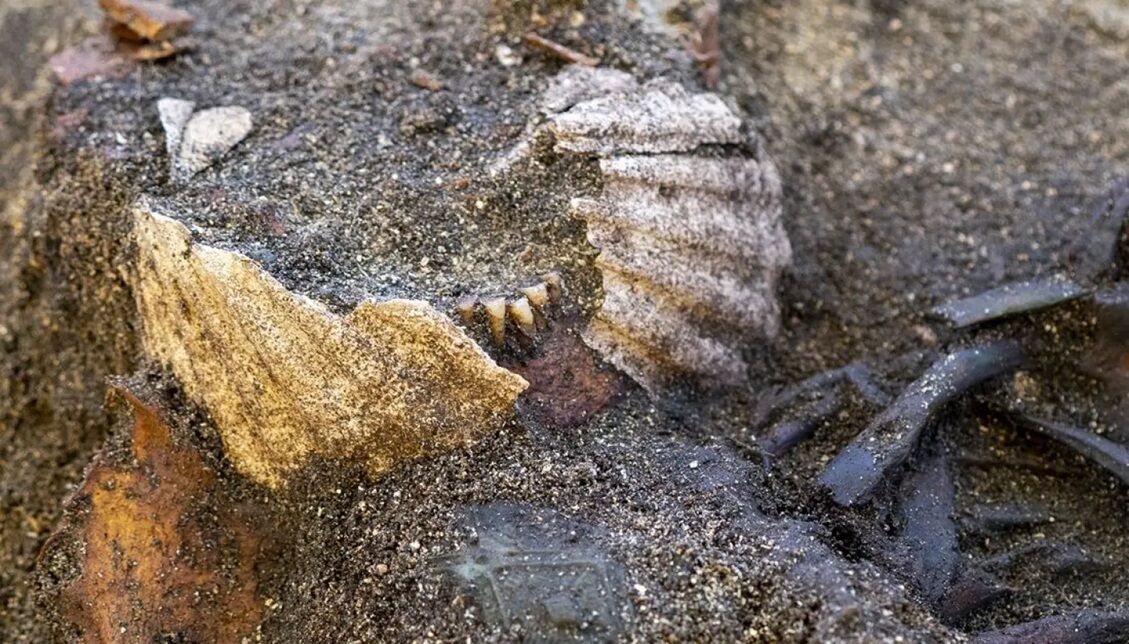 Вчені знайшли могилу жінки часів вікінгів і побачили дивний ритуал. Фото