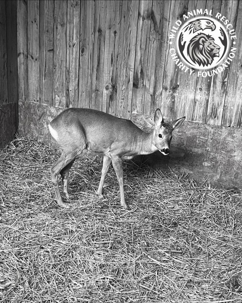 "Как же больно": спасенная после ДТП на Киевщине косуля погибла из-за российского обстрела. Фото
