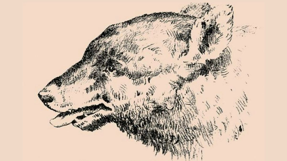 Вы видите лицо мужчины? Непростая оптическая иллюзия