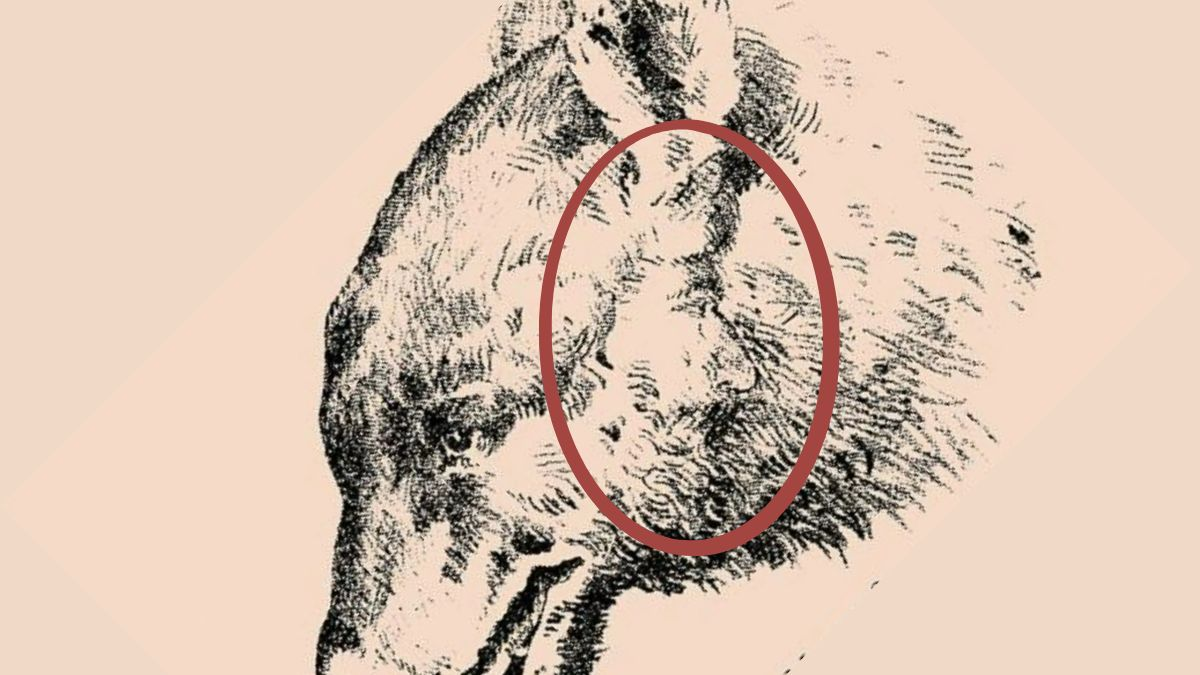 Вы видите лицо мужчины? Непростая оптическая иллюзия