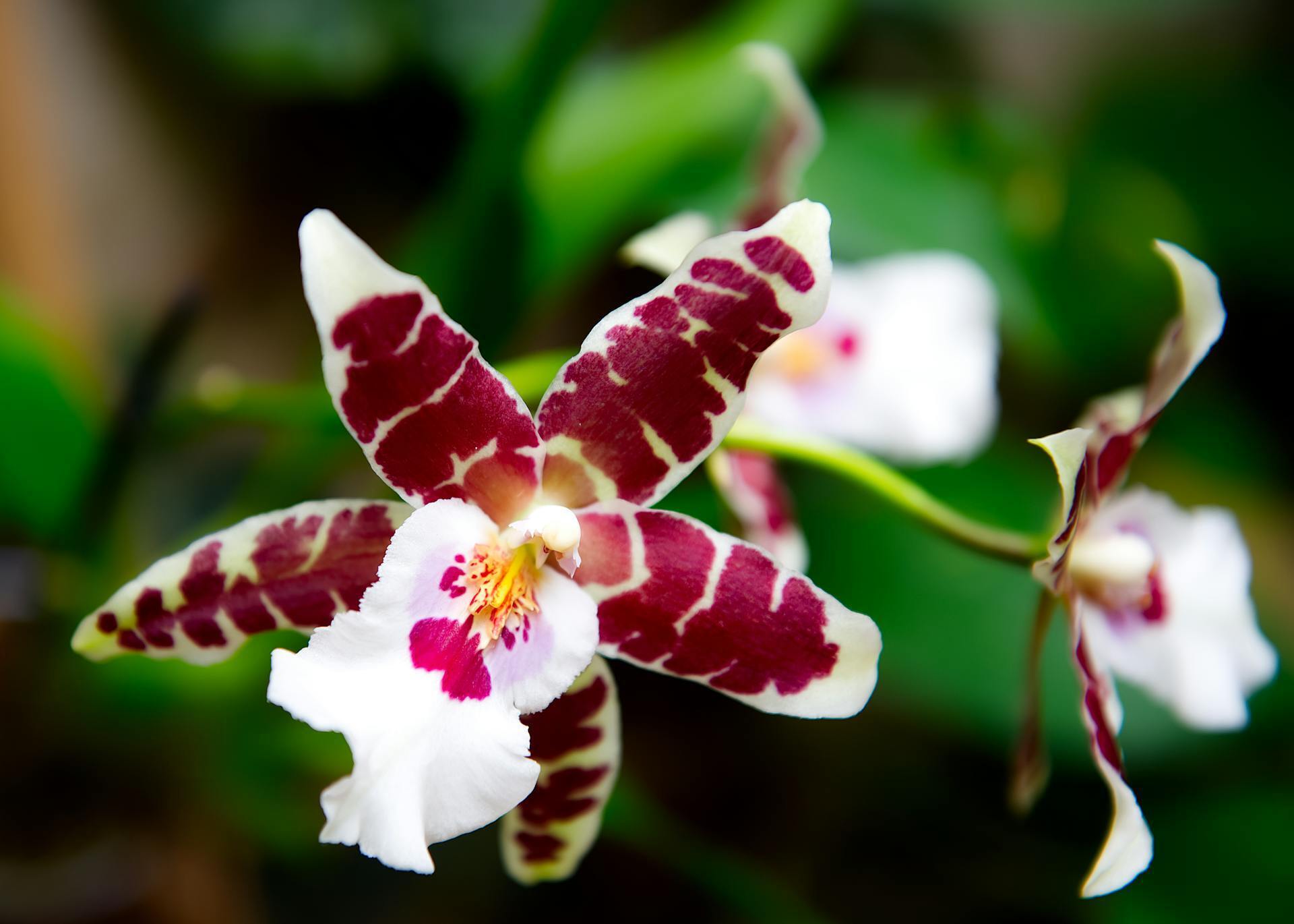 Как правильно пересадить орхидею: советы