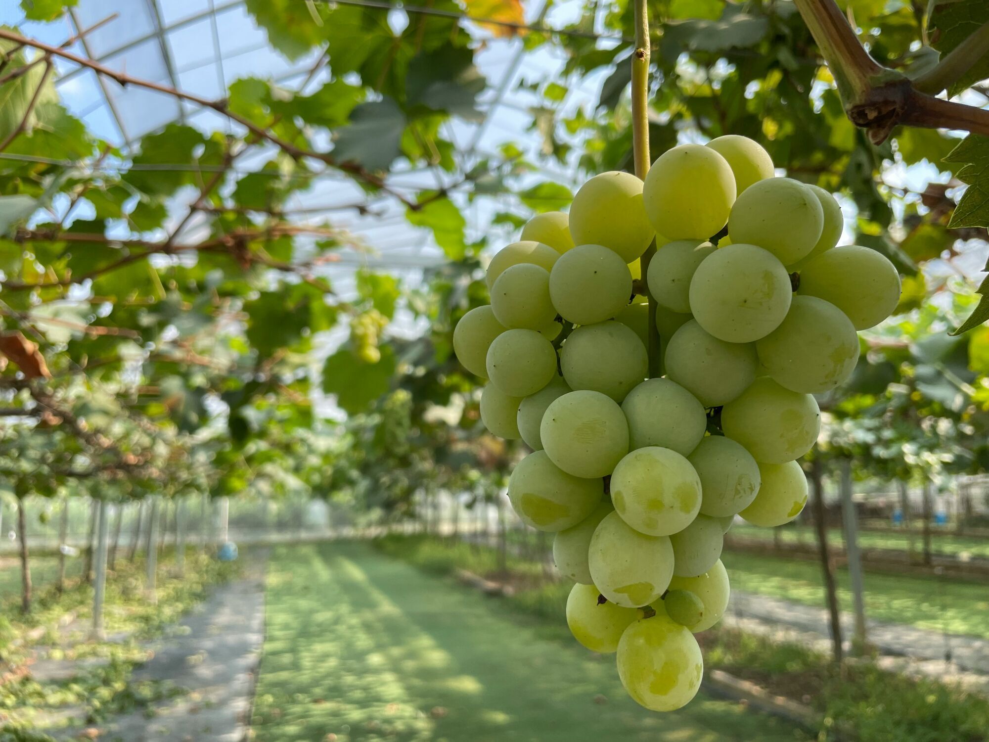 Когда надо укрывать виноград: советы для дачи