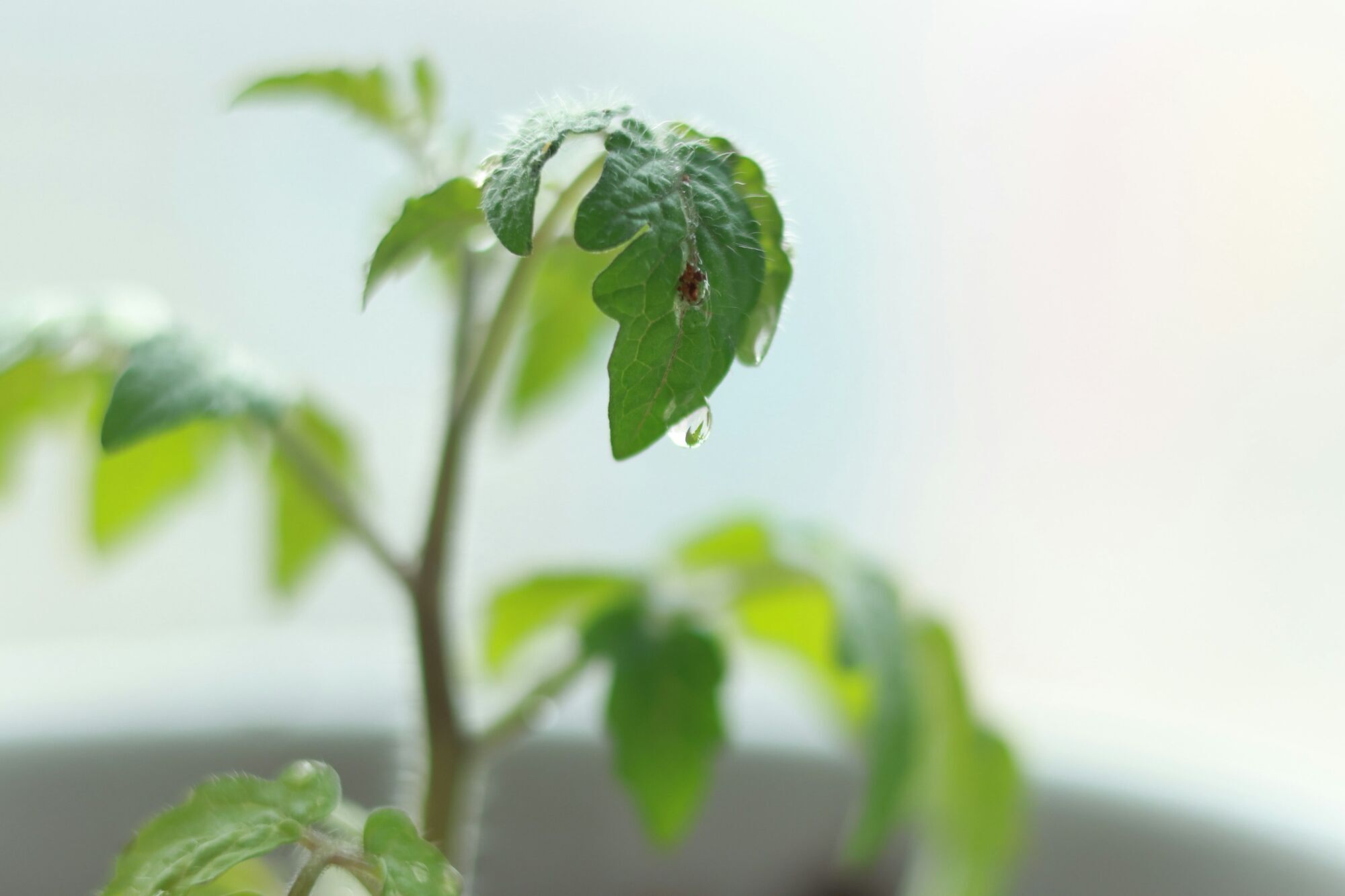 Коли садять помідори на розсаду: секрети найкращого врожаю