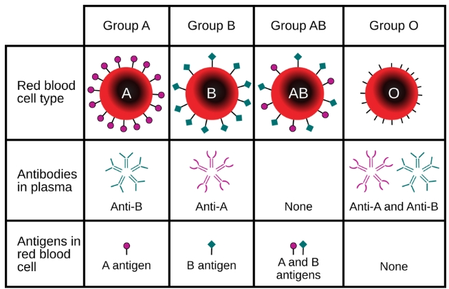 Лише у 3 людей: вчені виявили гібридну групу крові
