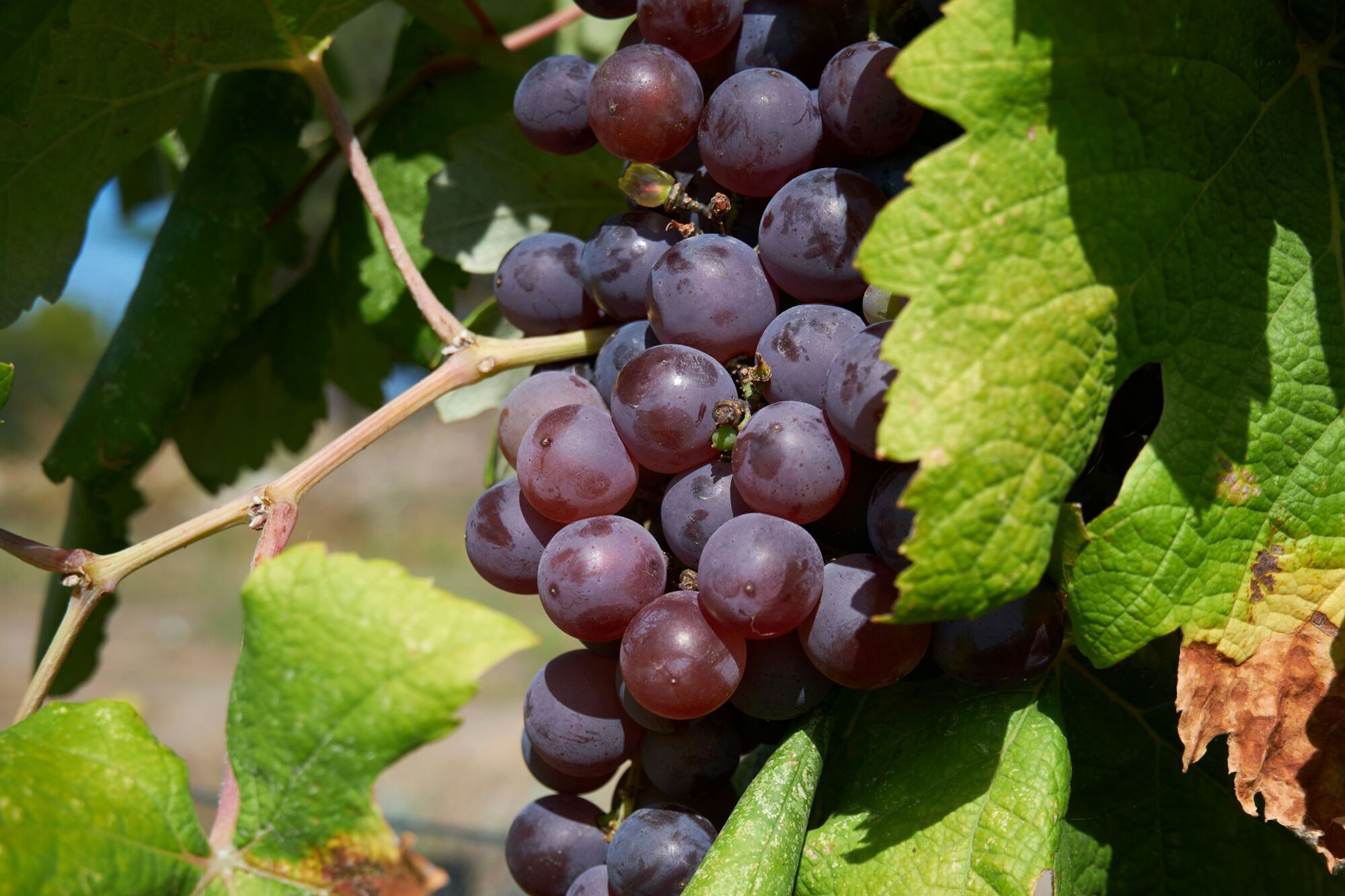 Осенью или весной? Когда лучше обрезать виноград