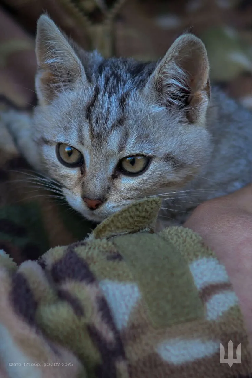 Пушистые талисманы: в Генштабе показали, как котики оберегают бойцов на фронте. Фото