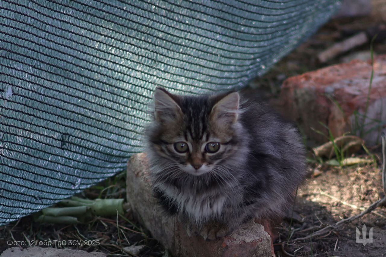 Пушистые талисманы: в Генштабе показали, как котики оберегают бойцов на фронте. Фото