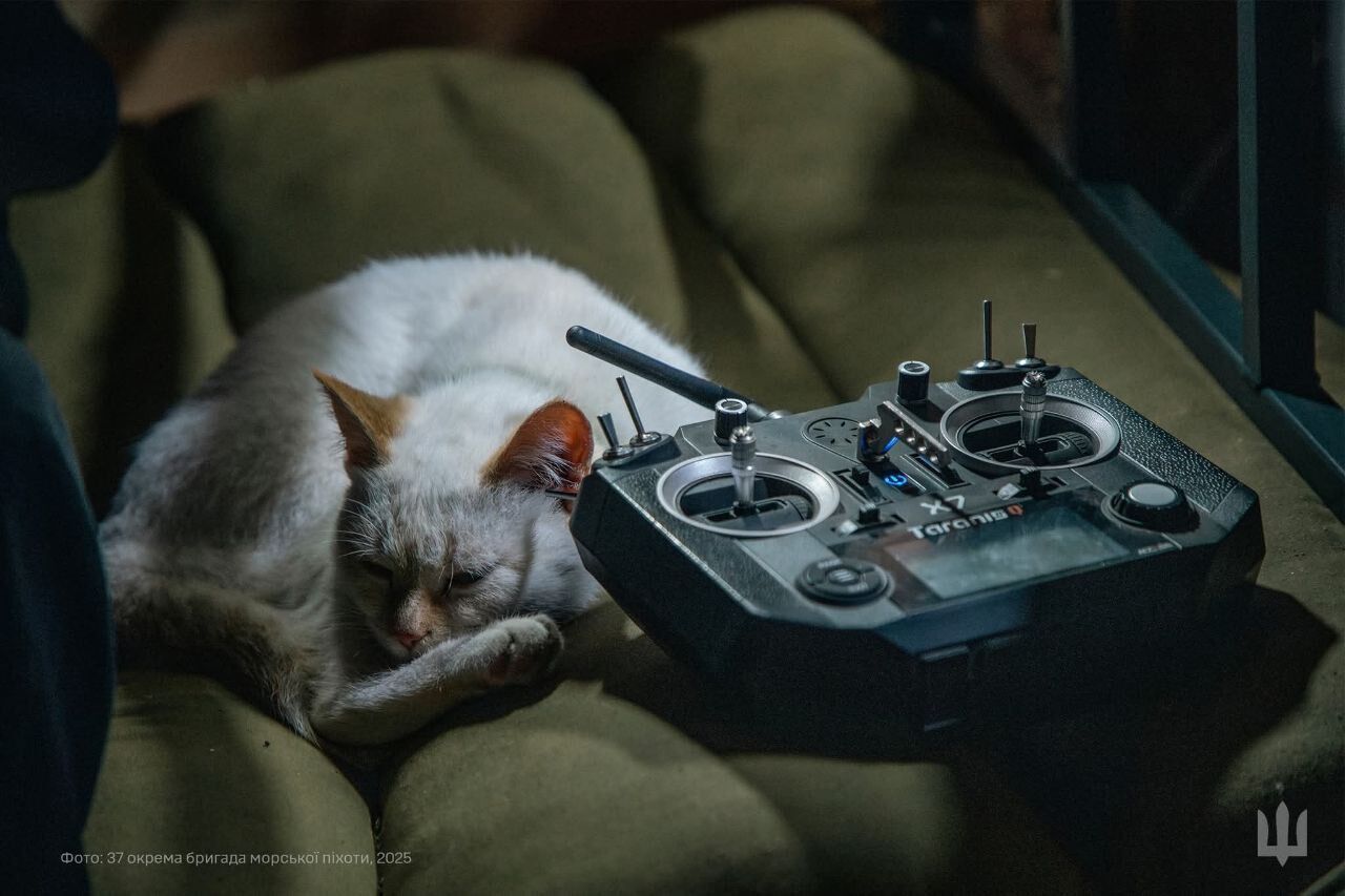 Пушистые талисманы: в Генштабе показали, как котики оберегают бойцов на фронте. Фото